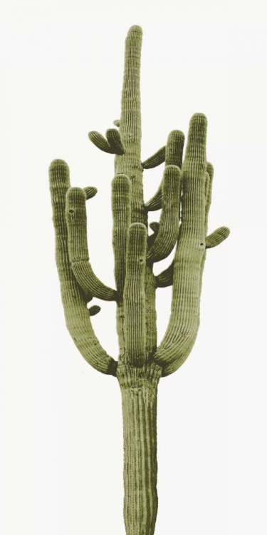 Picture of SAGUARO II