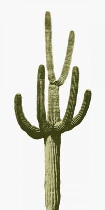 Picture of SAGUARO III