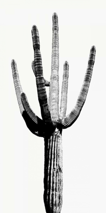 Picture of SAGUARO BLACK AND WHITE I