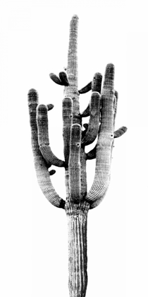 Picture of SAGUARO BLACK AND WHITE II