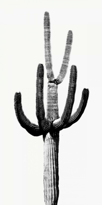 Picture of SAGUARO BLACK AND WHITE III