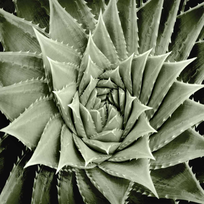 Picture of GREEN SUCCULENT I