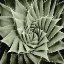 Picture of GREEN SUCCULENT I