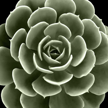 Picture of GREEN SUCCULENT IV