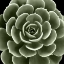 Picture of GREEN SUCCULENT IV