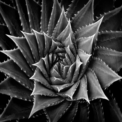 Picture of SUCCULENT I