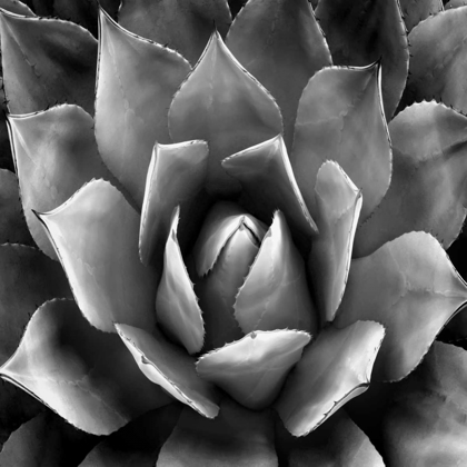 Picture of SUCCULENT II