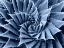 Picture of SUCCULENT INDIGO I