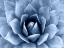 Picture of SUCCULENT INDIGO II