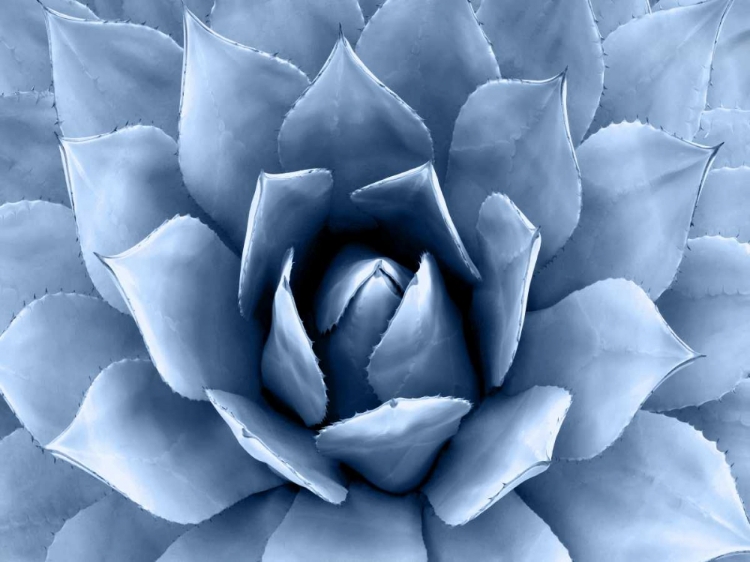 Picture of SUCCULENT INDIGO II