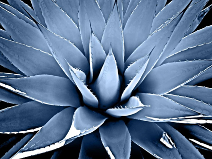 Picture of SUCCULENT INDIGO III