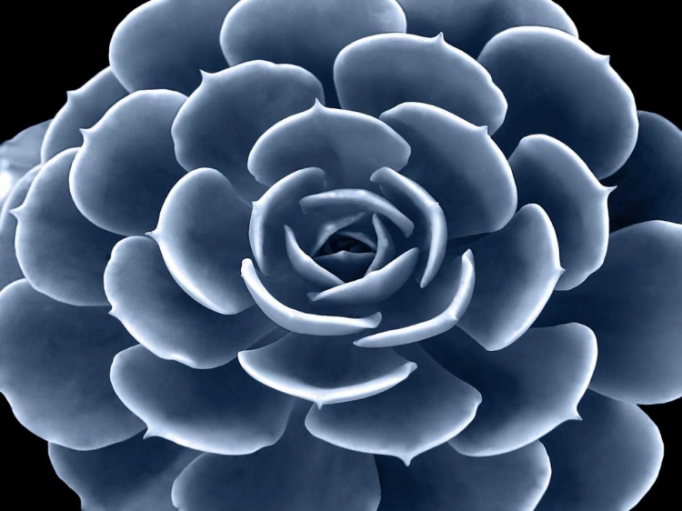 Picture of SUCCULENT INDIGO IV