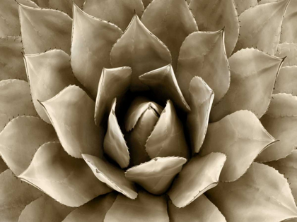 Picture of SUCCULENT TAUPE II