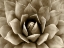 Picture of SUCCULENT TAUPE II