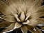 Picture of SUCCULENT TAUPE III
