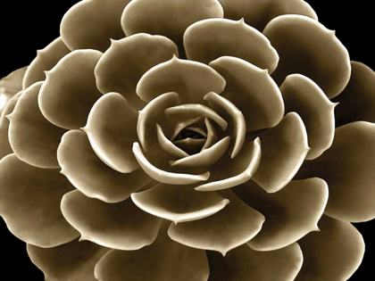 Picture of SUCCULENT TAUPE IV