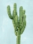 Picture of CACTUS ON BLUE I