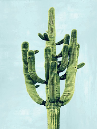 Picture of CACTUS ON BLUE II
