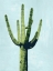 Picture of CACTUS ON BLUE III