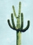 Picture of CACTUS ON BLUE IV