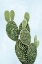 Picture of CACTUS ON BLUE V