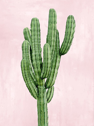 Picture of CACTUS ON PINK I