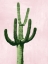 Picture of CACTUS ON PINK IV