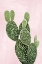 Picture of CACTUS ON PINK V