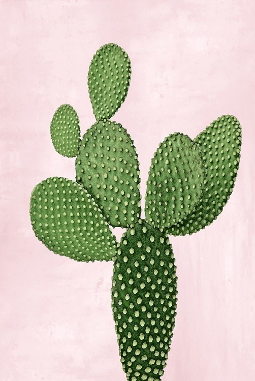 Picture of CACTUS ON PINK VIII