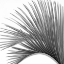 Picture of PALM BLACK AND WHITE IV
