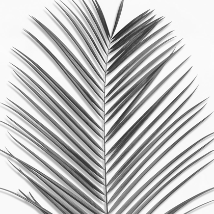 Picture of PALM BLACK AND WHITE V