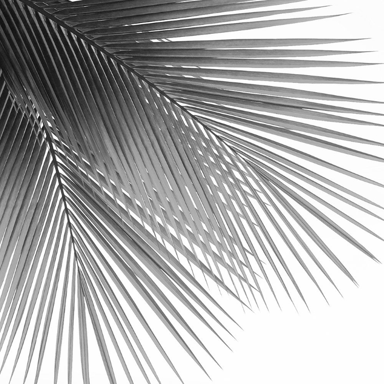 Picture of PALM BLACK AND WHITE VI