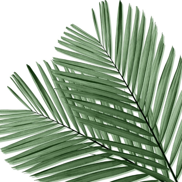 Picture of PALM GREEN I