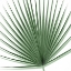 Picture of PALM GREEN III