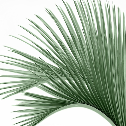 Picture of PALM GREEN IV