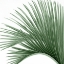 Picture of PALM GREEN IV