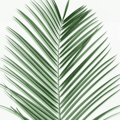 Picture of PALM GREEN V