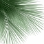 Picture of PALM GREEN VI