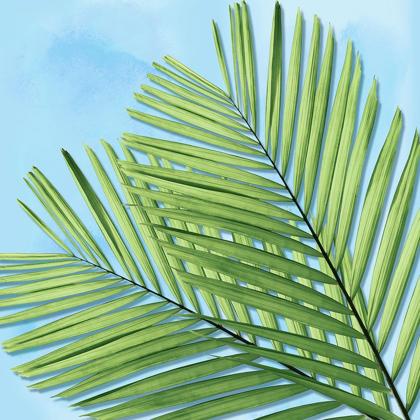 Picture of PALM ON BLUE I