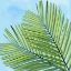 Picture of PALM ON BLUE I