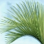 Picture of PALM ON BLUE IV
