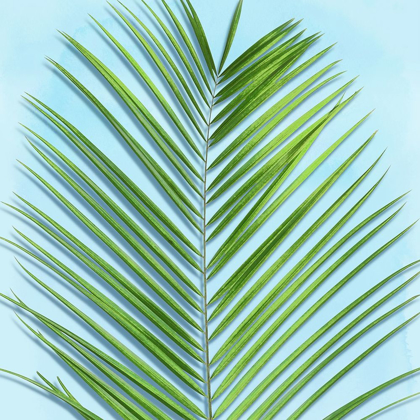 Picture of PALM ON BLUE V