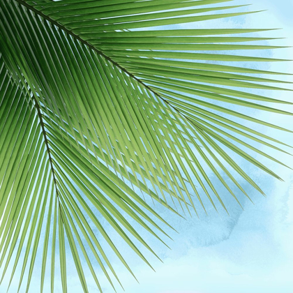 Picture of PALM ON BLUE VI