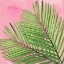 Picture of PALM ON PINK I