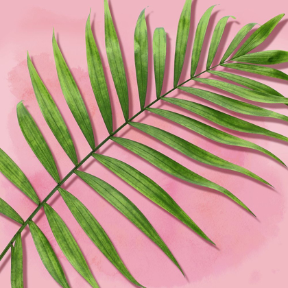 Picture of PALM ON PINK II