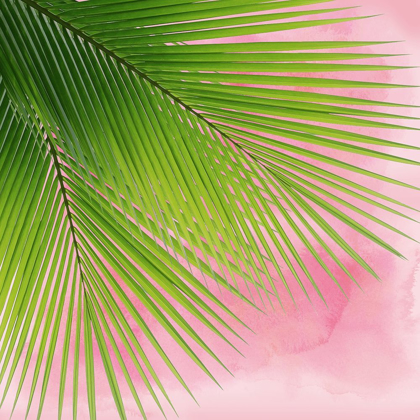 Picture of PALM ON PINK VI