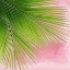 Picture of PALM ON PINK VI