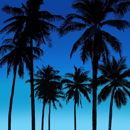 Picture of PALMS BLACK ON BLUE I