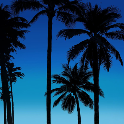 Picture of PALMS BLACK ON BLUE II