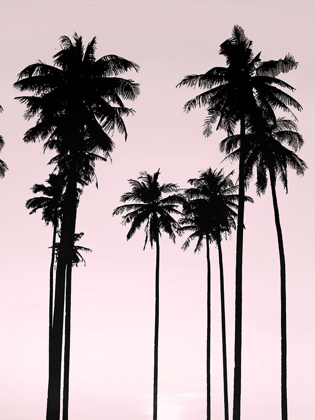 Picture of TALL PALMS BLACK ON PINK II